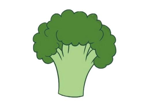 西蓝花的笔顺_番茄种植简图怎么画图片大全 西蓝花的笔顺_番茄种植简图怎么画图片大全 花朵知识