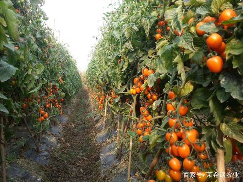 塑料油桶栽种西红柿怎么存活不了呢_种植桶怎么种植番茄种子呢 塑料油桶栽种西红柿怎么存活不了呢_种植桶怎么种植番茄种子呢 土壤施肥