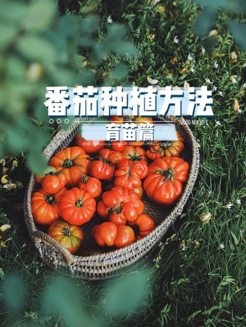 种植养育番茄的秘诀方法_番茄种植怎么产量高些呢 种植养育番茄的秘诀方法_番茄种植怎么产量高些呢 植物种类