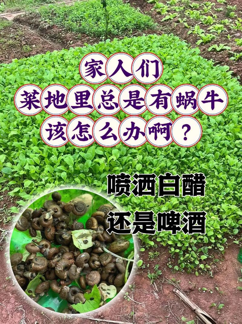 蔬菜防蜗牛妙招_蔬菜种植杀蜗牛虫小技巧视频 蔬菜防蜗牛妙招_蔬菜种植杀蜗牛虫小技巧视频 种植技巧