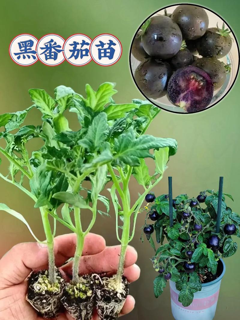 樱桃西红柿种子的种植方法_小番茄樱桃苗怎么种植视频 樱桃西红柿种子的种植方法_小番茄樱桃苗怎么种植视频 种植技巧