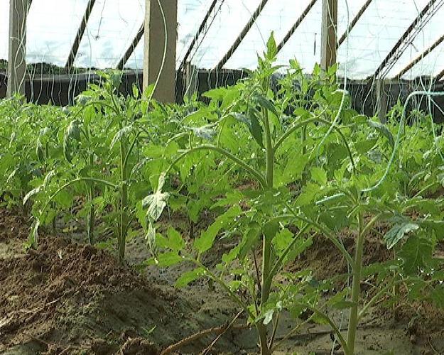 冬天盆种西红柿种植方法全过程_黑番茄苗花盆怎么种植视频 冬天盆种西红柿种植方法全过程_黑番茄苗花盆怎么种植视频 番茄种植技巧