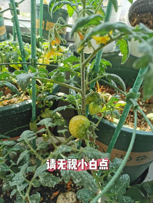 大棚草莓柿子种植技术_草莓小番茄苗怎么种植视频 大棚草莓柿子种植技术_草莓小番茄苗怎么种植视频 植物种类