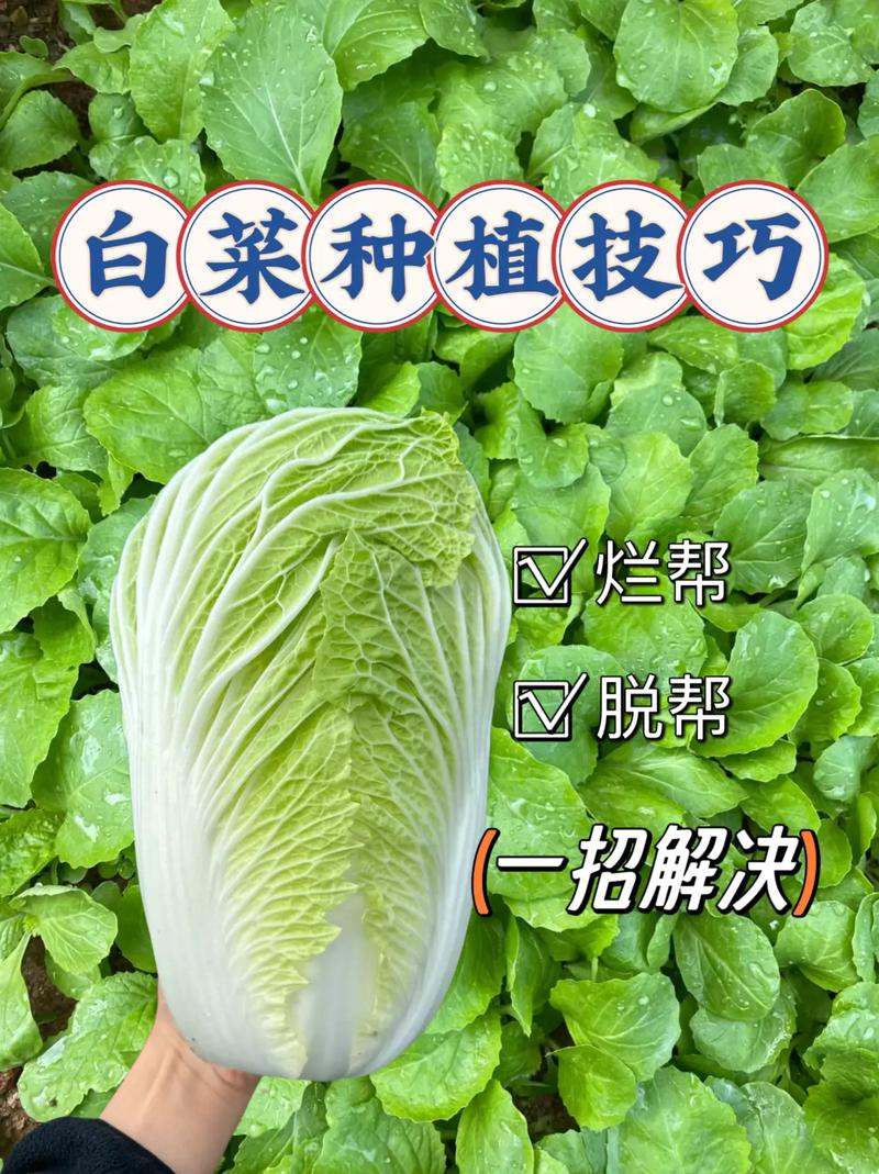 蔬菜种植方法_精品蔬菜种植技巧图解说视频 种植技巧 蔬菜种植方法_精品蔬菜种植技巧图解说视频 蔬菜种植方法_精品蔬菜种植技巧图解说视频 种植技巧
