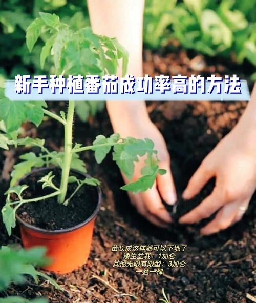 番茄苗栽单棵还是双苗_种植番茄怎么选苗子 番茄苗栽单棵还是双苗_种植番茄怎么选苗子 植物种类