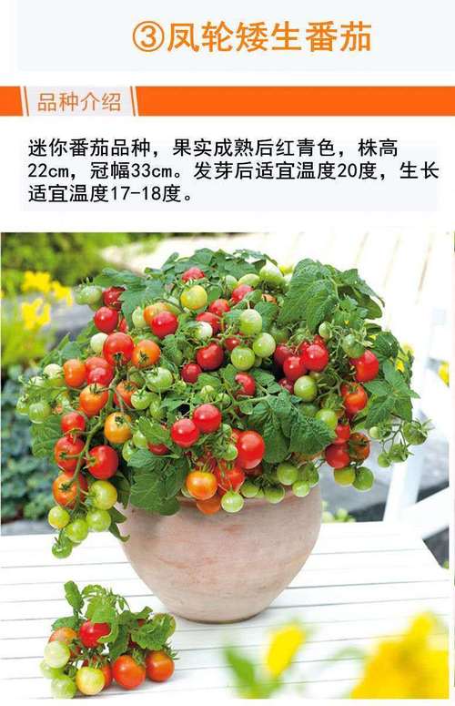 番茄炒蛋潮汕做法_潮汕小番茄种子怎么种植的 番茄炒蛋潮汕做法_潮汕小番茄种子怎么种植的 番茄病虫害防治