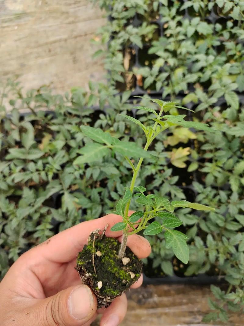 西红柿苗子怎么栽_番茄透明宝石怎么种植的 西红柿苗子怎么栽_番茄透明宝石怎么种植的 土壤施肥
