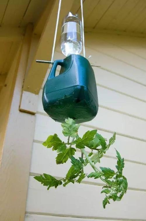 油桶可以种植大番茄吗_用油桶种番茄怎么种植的 油桶可以种植大番茄吗_用油桶种番茄怎么种植的 花朵知识