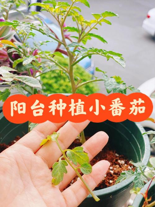 矮番茄怎么种，矮番茄的栽培种植方法_家庭矮番茄怎么种植视频 矮番茄怎么种，矮番茄的栽培种植方法_家庭矮番茄怎么种植视频 土壤施肥