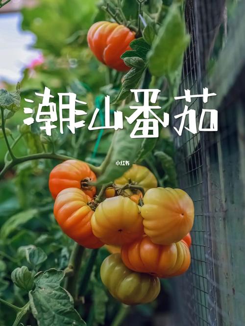 潮汕番茄汤的做法_潮汕本地番茄怎么种植的呢 农业常识 潮汕番茄汤的做法_潮汕本地番茄怎么种植的呢 潮汕番茄汤的做法_潮汕本地番茄怎么种植的呢 农业常识