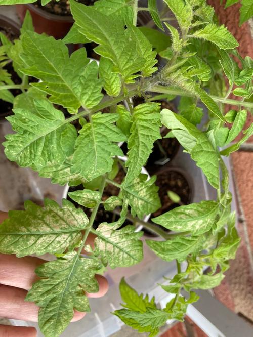 怎样防止番茄苗晒伤_番茄种植后怎么防晒呢 土壤施肥 怎样防止番茄苗晒伤_番茄种植后怎么防晒呢 怎样防止番茄苗晒伤_番茄种植后怎么防晒呢 土壤施肥