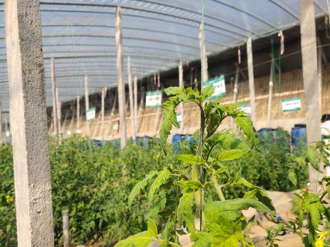 大棚番茄在幼苗期如何科学的管理，应该注意些什么_小番茄苗夏季怎么种植视频 大棚番茄在幼苗期如何科学的管理，应该注意些什么_小番茄苗夏季怎么种植视频 番茄病虫害防治