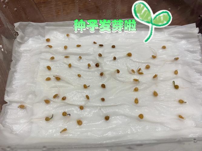 番茄种植适合南方还是北方_在南方怎么种植番茄种子 番茄种植适合南方还是北方_在南方怎么种植番茄种子 番茄种植技巧
