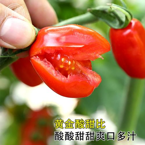 花生柿子番茄种植方法_荣耀番茄种子 花生柿子番茄种植方法_荣耀番茄种子 土壤施肥
