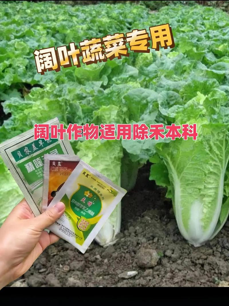 种植蔬菜时喷糖，到底有没有用？哪些蔬菜可以喷施_蔬菜种植2个技巧图片大全 种植蔬菜时喷糖，到底有没有用？哪些蔬菜可以喷施_蔬菜种植2个技巧图片大全 番茄种植技巧