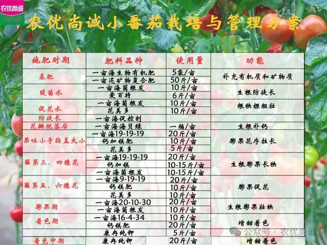 西红柿的种植方法和管理技术_种植小番茄怎么管理的呢 西红柿的种植方法和管理技术_种植小番茄怎么管理的呢 番茄病虫害防治