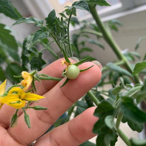 阳台西红柿种植方法_阳台怎么种植好小番茄呢 阳台西红柿种植方法_阳台怎么种植好小番茄呢 植物种类