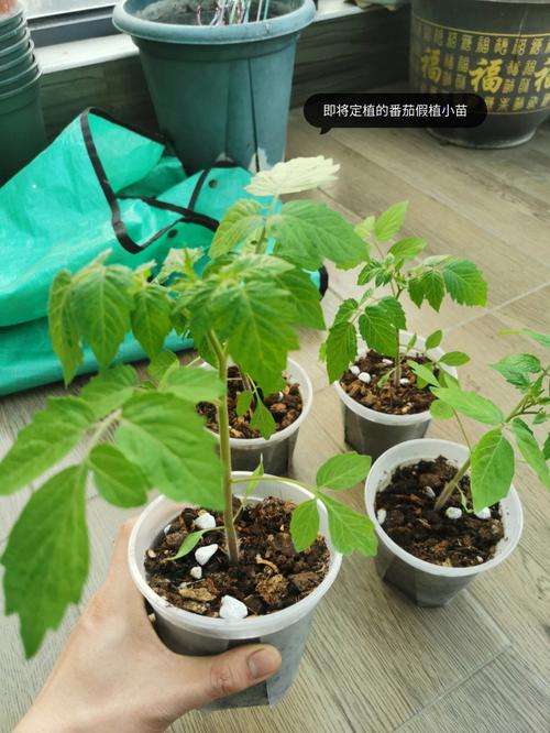 西红柿种子发芽后多久开始施肥_番茄种植秧苗怎么施肥视频 西红柿种子发芽后多久开始施肥_番茄种植秧苗怎么施肥视频 花朵知识