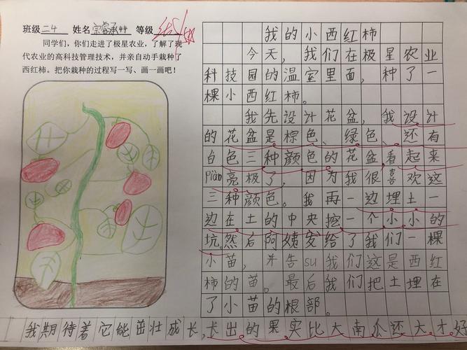 西红柿炒鸡蛋的提纲怎么写_番茄种植的日记怎么写三年级 西红柿炒鸡蛋的提纲怎么写_番茄种植的日记怎么写三年级 农业常识