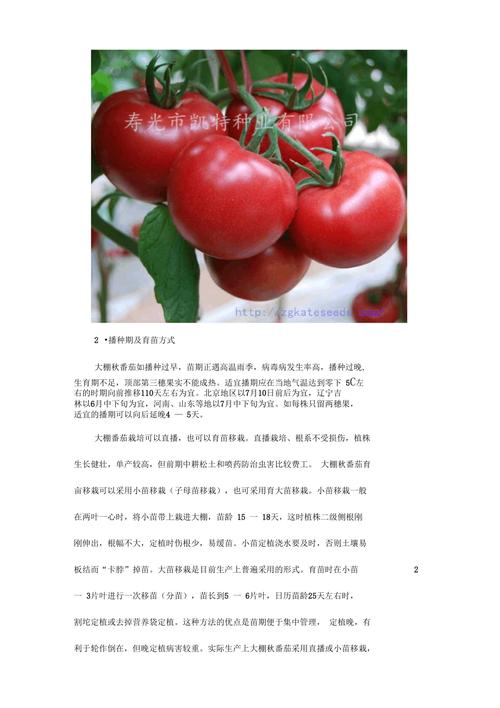 西红柿的种植技术家常做法_番茄怎么种植成长快 西红柿的种植技术家常做法_番茄怎么种植成长快 番茄病虫害防治
