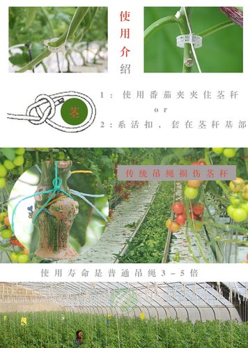 番茄如何落蔓(绑蔓)_大棚蔬菜种植绑绳技巧视频 番茄如何落蔓(绑蔓)_大棚蔬菜种植绑绳技巧视频 番茄病虫害防治