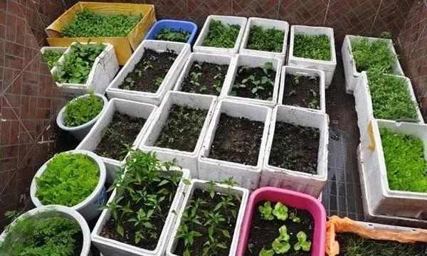如何利用废弃木箱子来种菜_蔬菜种植技巧揭秘图 土壤施肥 如何利用废弃木箱子来种菜_蔬菜种植技巧揭秘图 如何利用废弃木箱子来种菜_蔬菜种植技巧揭秘图 土壤施肥