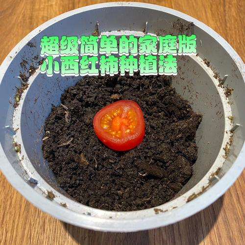 怎么才能种好串西红柿？使其串长，果实多？病菌少_番茄怎么种植长的多一点 怎么才能种好串西红柿？使其串长，果实多？病菌少_番茄怎么种植长的多一点 番茄病虫害防治