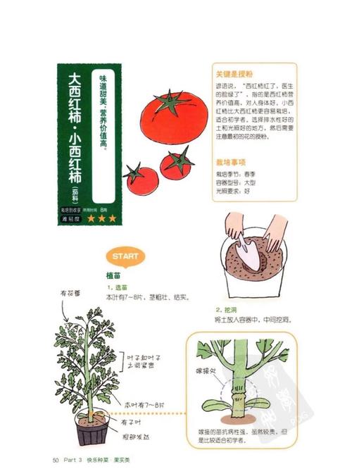 阳台如何种植西红柿_阳台有机番茄怎么种植的 阳台如何种植西红柿_阳台有机番茄怎么种植的 植物种类
