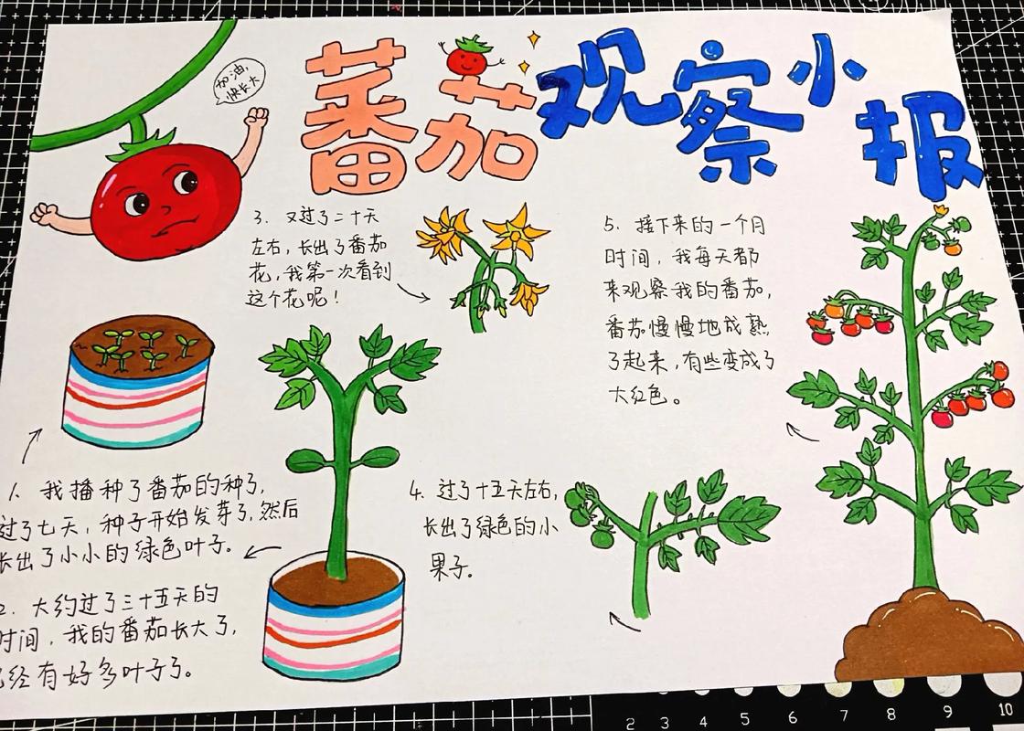 西红柿习性和种植方法_番茄种植的介绍怎么写作文 西红柿习性和种植方法_番茄种植的介绍怎么写作文 土壤施肥
