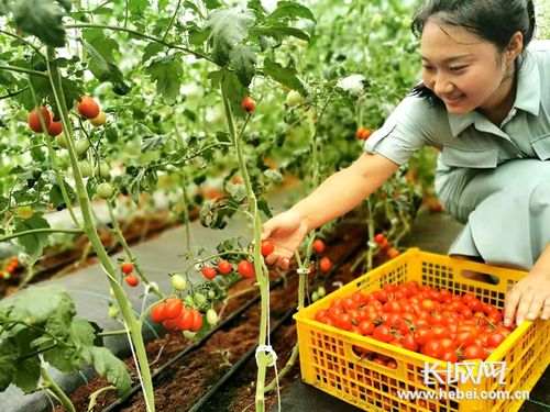 你们那里的饮食文化有什么特色_小仙桃番茄怎么种植视频 你们那里的饮食文化有什么特色_小仙桃番茄怎么种植视频 农业常识