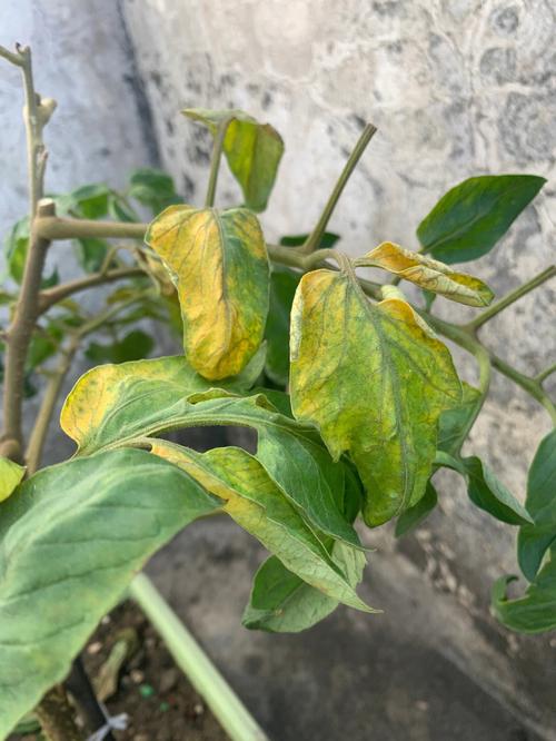 盆栽西红柿叶子发黄怎么回事_盆栽黄番茄怎么种植视频 盆栽西红柿叶子发黄怎么回事_盆栽黄番茄怎么种植视频 土壤施肥