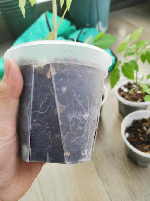 西红柿蛋黄糕怎么做_番茄小苗蜂巢怎么种植视频 西红柿蛋黄糕怎么做_番茄小苗蜂巢怎么种植视频 农业常识