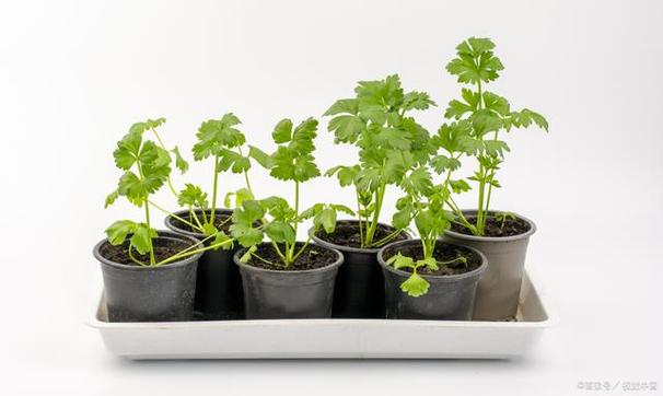 盆栽蔬菜的种植技术_迷你盆栽蔬菜种植小技巧视频 种植技巧 盆栽蔬菜的种植技术_迷你盆栽蔬菜种植小技巧视频 盆栽蔬菜的种植技术_迷你盆栽蔬菜种植小技巧视频 种植技巧