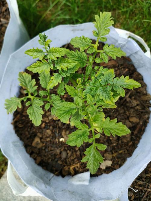 西红柿怎样施底肥？如果用有机肥应该用多少_番茄苗怎么用肥料种植视频 西红柿怎样施底肥？如果用有机肥应该用多少_番茄苗怎么用肥料种植视频 花朵知识