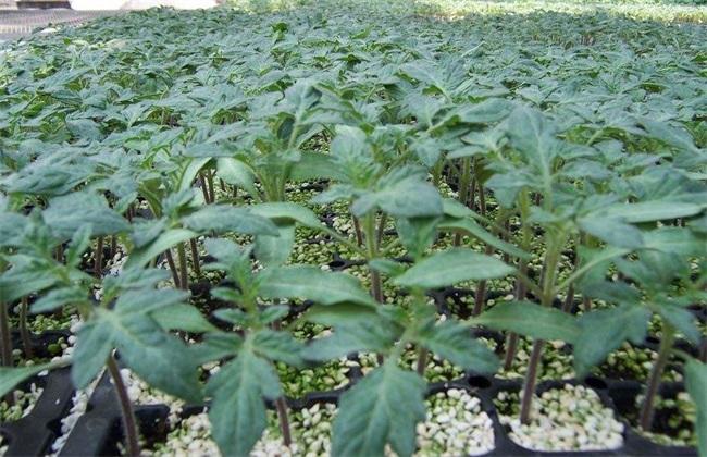 有哪些特别耐旱的蔬菜_番茄怎么爆盆种植视频 有哪些特别耐旱的蔬菜_番茄怎么爆盆种植视频 花朵知识