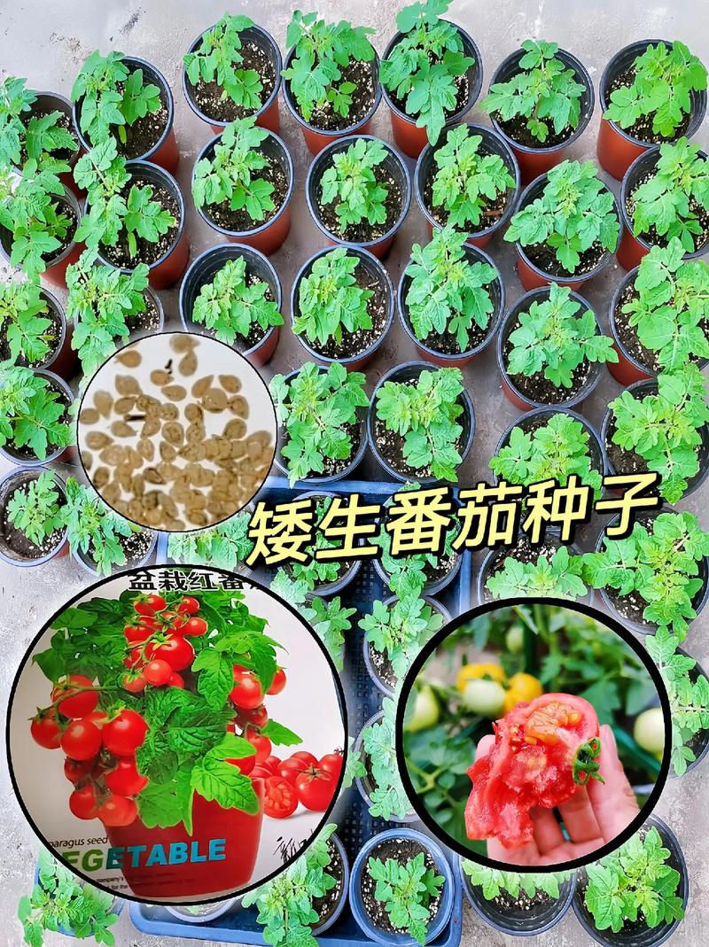 番茄种子可以直接种植吗？需要注意哪些_新鲜的番茄籽怎么种植视频 番茄种子可以直接种植吗？需要注意哪些_新鲜的番茄籽怎么种植视频 番茄病虫害防治