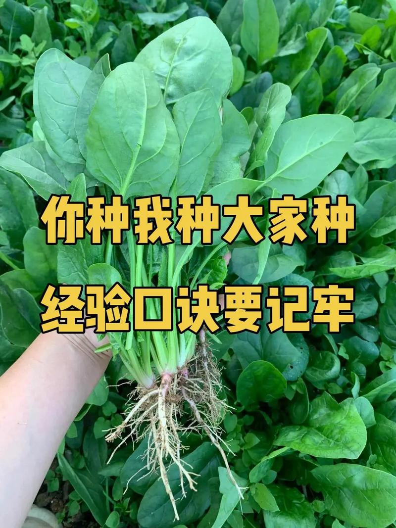 六种菜的种植方法_菜园蔬菜种植技巧和方法 六种菜的种植方法_菜园蔬菜种植技巧和方法 土壤施肥