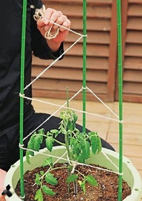 西红柿搭架新技术_番茄种植怎么支架子视频 西红柿搭架新技术_番茄种植怎么支架子视频 番茄种植技巧
