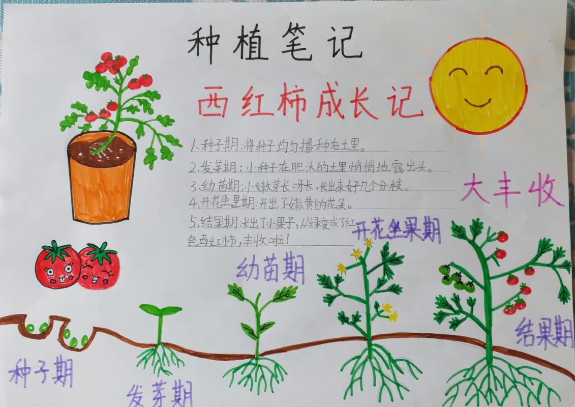 小番茄种子种植方法_儿童小番茄怎么种植的图片 小番茄种子种植方法_儿童小番茄怎么种植的图片 种植技巧