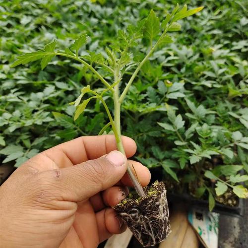 菜苗不长是什么原因_奶茶杯种植番茄怎么种植的 菜苗不长是什么原因_奶茶杯种植番茄怎么种植的 植物种类
