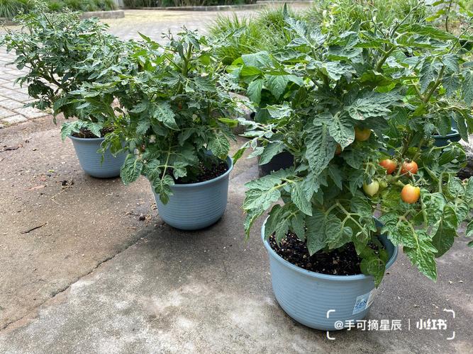 阳台樱桃番茄怎么养_番茄种植杯子怎么种植 阳台樱桃番茄怎么养_番茄种植杯子怎么种植 番茄种植技巧