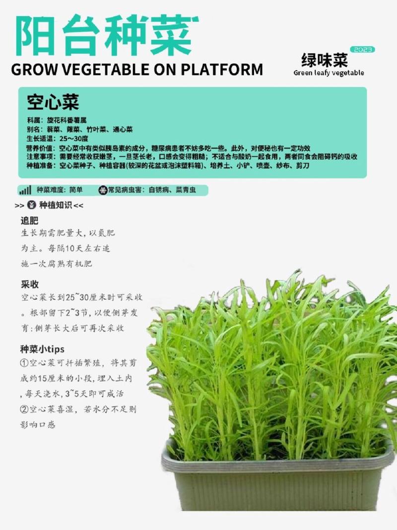 四季空心菜的种植方法_四季蔬菜种植技巧和方法 四季空心菜的种植方法_四季蔬菜种植技巧和方法 农业常识