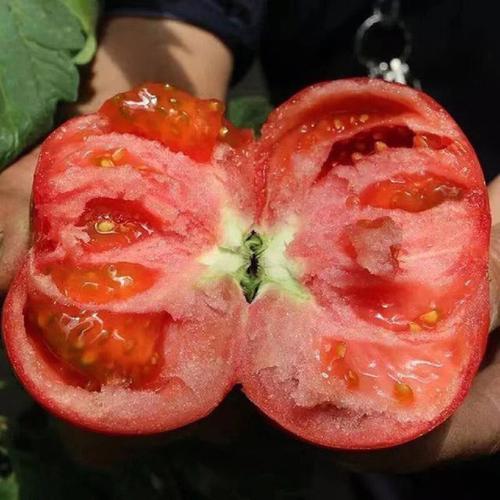 西红柿怎么选沙瓤_天然种植沙瓤番茄怎么种植 西红柿怎么选沙瓤_天然种植沙瓤番茄怎么种植 花朵知识