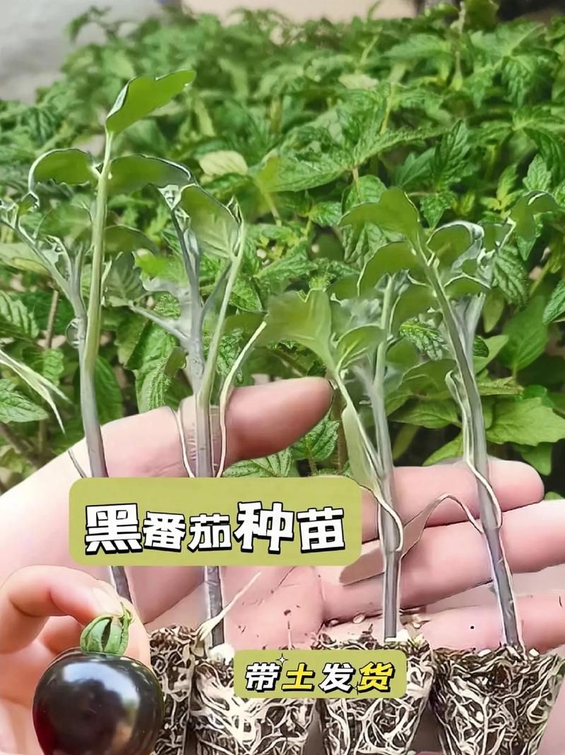 生在农村长在农村，不愿离开家乡，有没有在乡村赚钱的门路_黑钻石番茄怎么种植视频 生在农村长在农村，不愿离开家乡，有没有在乡村赚钱的门路_黑钻石番茄怎么种植视频 植物种类