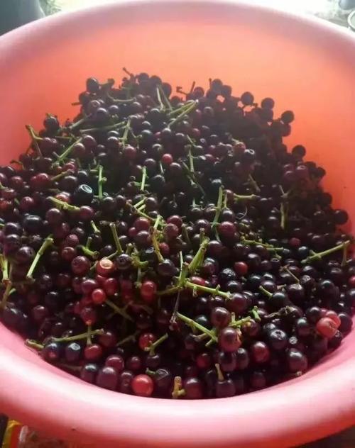 傣族的盐巴辣子是怎样制作的_傣族树番茄苗怎么种植的 傣族的盐巴辣子是怎样制作的_傣族树番茄苗怎么种植的 番茄病虫害防治
