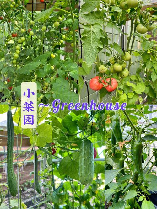 黄瓜和蕃茄种植间隔距离多远好_黄瓜辣椒番茄怎么种植视频 黄瓜和蕃茄种植间隔距离多远好_黄瓜辣椒番茄怎么种植视频 植物种类