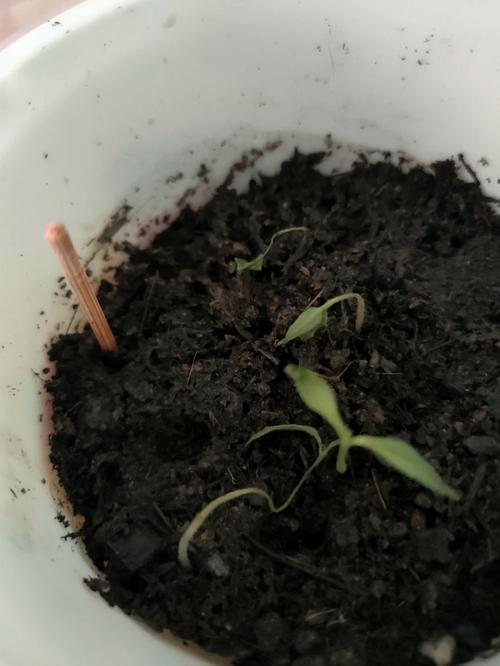 番茄小说怎么加入视频标签_黑色番茄苗怎么种植视频教程 番茄小说怎么加入视频标签_黑色番茄苗怎么种植视频教程 土壤施肥