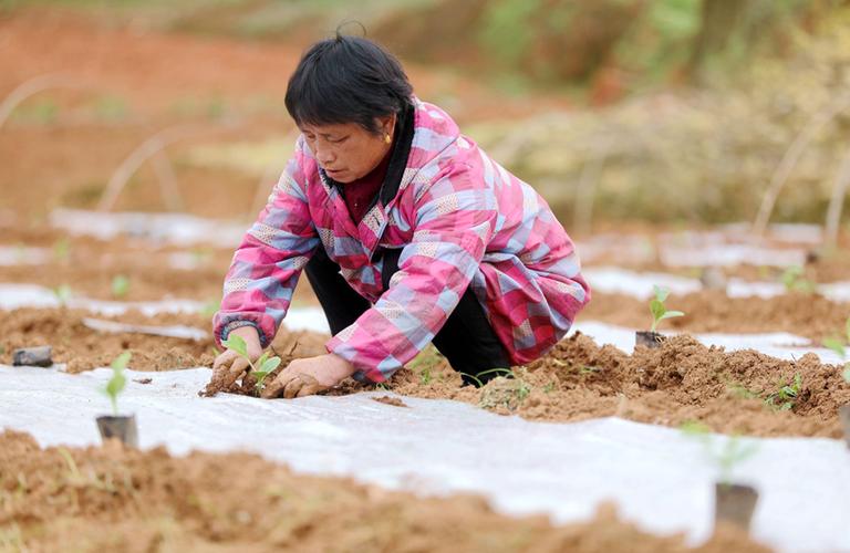 菜农种了很多绿色蔬菜，质量好，怎样帮助他们卖上好价钱呢_吐槽蔬菜种植小技巧视频大全 菜农种了很多绿色蔬菜，质量好，怎样帮助他们卖上好价钱呢_吐槽蔬菜种植小技巧视频大全 植物种类