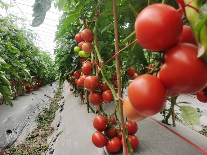 西红柿种植方法_本地番茄怎么种植的 西红柿种植方法_本地番茄怎么种植的 农业常识