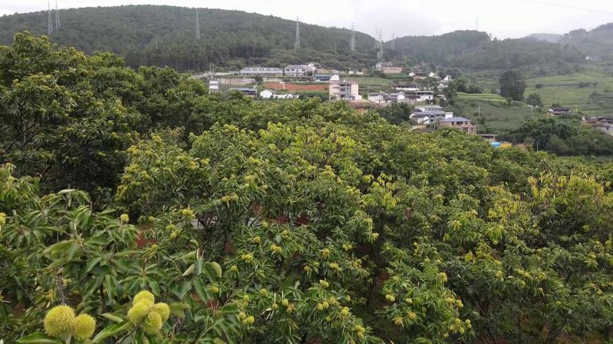 板栗树怎样种植好？炒熟的板栗好吃吗_栗子怎么种植小番茄视频 板栗树怎样种植好？炒熟的板栗好吃吗_栗子怎么种植小番茄视频 植物种类